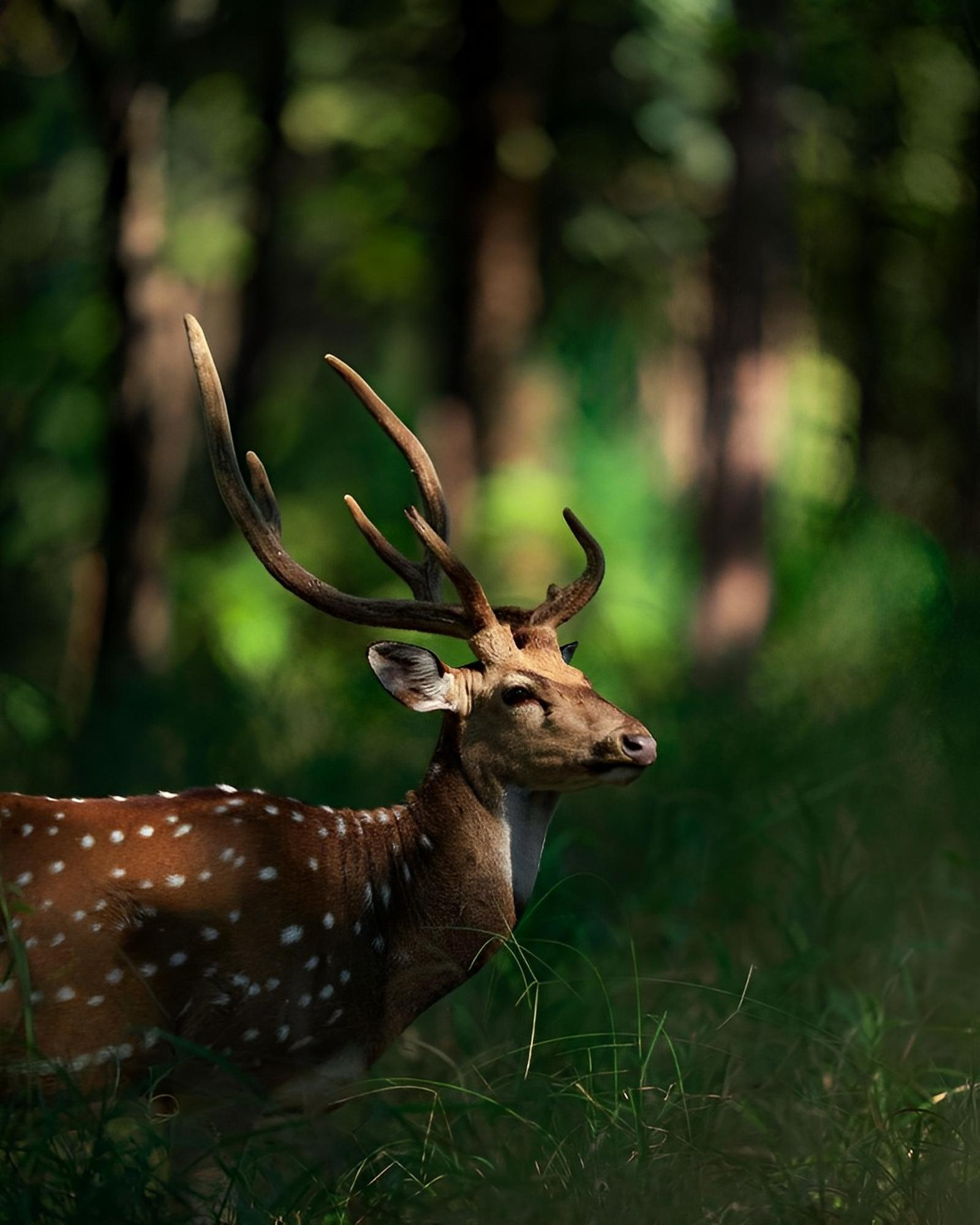 Curiosity for the wild
